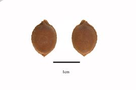   Seeds:   Cyclantheropsis parviflora ; Photo by R. Gibbons, USDA APHIS PPQ, Kirkbride et al. (2006)
