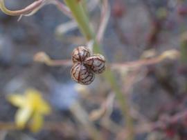   Fruit:   Cyanella lutea ; Photo by D. Hoare, gbif.org 
