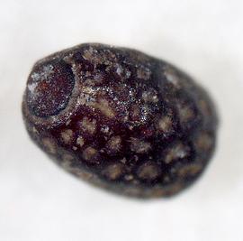   Seed :  Cyanotis axillaris ; Photo by A. Margina, USDA APHIS PPQ 
