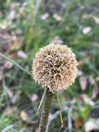   Infructescence:   Dasypogon bromeliifolius ; Photo by Caroline Telfer, gbif.org
