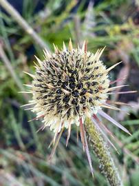   Infructescence:   Dasypogon bromeliifolius ; Photo by Loxley Fedec, gbif.org
