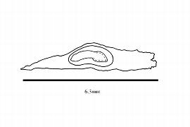   Embryo:   Dialypetalanthus fuscescens ; Illustration by K. Parker, Kirkbride et al. (2006)
