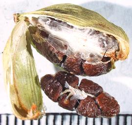   Fruit, seeds:   Elettaria cardamomum ; Photo by A. Margina, USDA APHIS PPQ, imageID.idtools.org 
