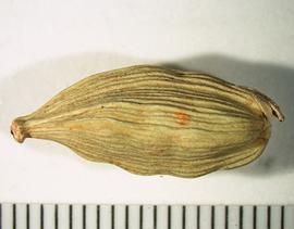   Fruit:   Elettaria cardamomum ; Photo by A. Margina, USDA APHIS PPQ, imageID.idtools.org 
