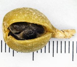   Fruit, seeds:   Elettaria cardamomum , fresh fruit; Photo by N. Diaz, USDA APHIS PPQ, imageID.idtools.org 
