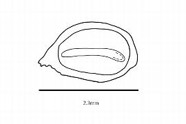   Embryo:   Monotropa uniflora ; Illustration by K. Parker, Kirkbride et al. (2006)
