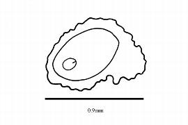   Embryo:   Sarcodes sanguinea ; Illustration by K. Parker, Kirkbride et al. (2006)
