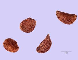   Seeds:   Erythrionium revolutum ; Photo by T. Slotta, USDA Natural Resources Conservation Service, imageid.idtools.org
