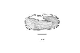   Embryo:   Galega officinalis ; Illustration by K. Parker, Kirkbride et al. (2006)
