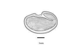   Embryo:   Medicago intertexta ; Illustration by K. Parker, Kirkbride et al. (2006)
