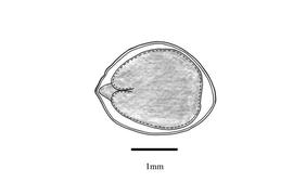   Embryo:   Mimosa diplotricha ; Illustration by K. Parker, Kirkbride et al. (2006)
