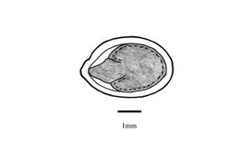   Embryo:   Prosopis burkartii ; Illustration by K. Parker, Kirkbride et al. (2006)
