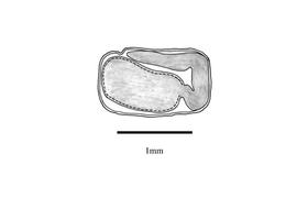   Embryo:   Medicago polyceratia ; Illustration by K. Parker, Kirkbride et al. (2006)
