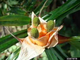   Infructescence:   Freycinetia cumingiana ; Photo by R. Wallace, University of Georgia, bugwood.org
