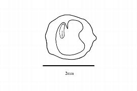   Embryo:   Fumaria indica ; Illustration by K. Parker, Kirkbride et al. (2006)
