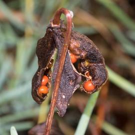   Fruit; seeds:   Gloriosa superba ; Photo by dianastromberg, gbif.org
