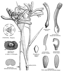   Fruit, seed, embryo:   Haemodorum  sp. and  Anigosanthus ; Illustration by L. Steinheil and A. Riocreux, A general system of botany (1873), courtesy of L. Watson and M.J. Dallwitz, 1992 onwards
