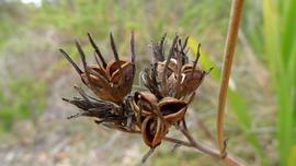   Infructescence:   Haemodorum corymbosum ; Photo by J. Tann, flickr.com
