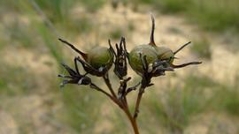   Infructescence :  Haemodorum corymbosum ; Photo by J. Tann, flickr.com 
