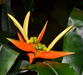   Infructescence:   Heliconia aurantiaca ; Photo by K.E. Clancy, USDA APHIS PPQ, imageID.idtools.org
