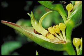   Infructescence:   Heliconia indica ; Photo by W.J. Kress, NMNH, eol.org
