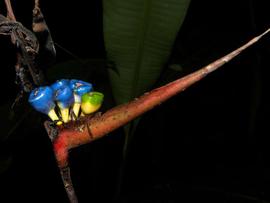   Infructescence:   Heliconia osaensis ; Photo by R. Aguilar, flickr.com
