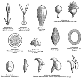   Fruit, seed, embryo:   Hydrocharis  sp.; Illustration by L. Steinheil and A. Riocreux, A general system of botany (1873), courtesy of L. Watson and M.J. Dallwitz, 1992 onwards
