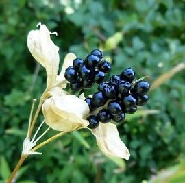   Fruit, seeds:   Iris domestica ; Photo by Z. Akulova, calphotos.berkeley.edu
