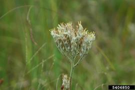   Infructescence:   Lachnanthes caroliana ; Photo by K.A. Rawlins, University of Georgia, bugwood.org
