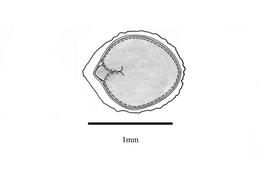   Embryo:   Ocimum gratissimum ; Illustration by K. Parker, Kirkbride et al. (2006)
