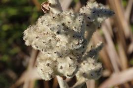   Fruits:   Lanaria lanata ; Photo by fredbont, gbif.org 
