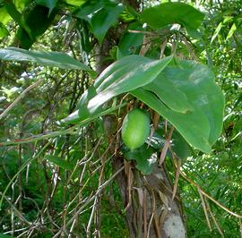   Fruit:   Lapageria rosea ; Photo by L. Linao, eol.org
