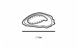   Embryo:     Hesperolinon congestum ; Illustration by K. Parker, Kirkbride et al. (2006)
