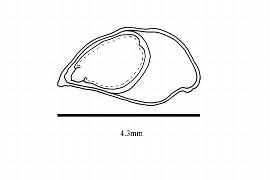   Embryo:   Reinwardtia indica;  Illustration by K. Parker, Kirkbride et al. (2006)
