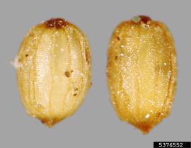   Seeds:   Monochoria hastata ; Photo by J. Scher, Federal Noxious Weed Disseminules of the US
