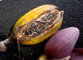   Fruit, seeds:   Musa sikkimensis ; Photo by Colin Ogle, gbif.org 
