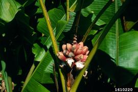   Infructescence:   Musa  sp.; Photo by J. Ruter, University of Georgia, bugwood.org
