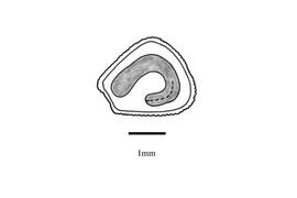   Embryo:   Rhodomyrtus tomentosa ; Illustration by K. Parker, Kirkbride et al. (2006)
