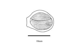   Embryo:   Syzygium cumini ; Illustration by K. Parker, Kirkbride et al. (2006)
