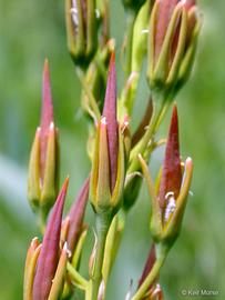   Fruits:   Narthecium californicum ; Photo by K. Morse, calphotos.berkeley.edu
