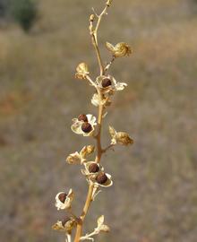   Infructescence, seeds:   Odontostomum hartwegii;  Photo by Z. Akulova, calphotos.berkeley.edu
