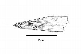   Embryo:   Fraxinus pennsylvanica ; Illustration by K. Parker, Kirkbride et al. (2006)
