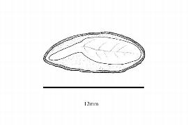   Embryo:   Syringa vulgaris ; Illustration by K. Parker, Kirkbride et al. (2006)
