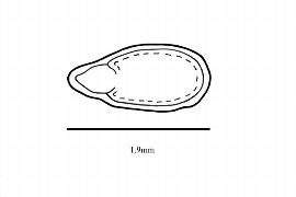   Embryo:   Epilobium ciliatum ; Illustration by K. Parker, Kirkbride et al. (2006)
