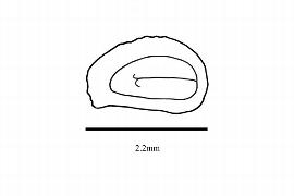   Embryo:   Fuchsia procumbens ; Illustration by K. Parker, Kirkbride et al. (2006)
