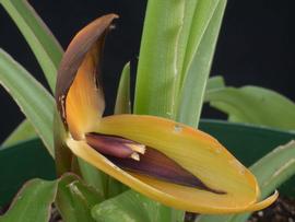   Flower:   Orchidantha foetida ; Photo by L. E. Brothers, NMNH, eol.org 
