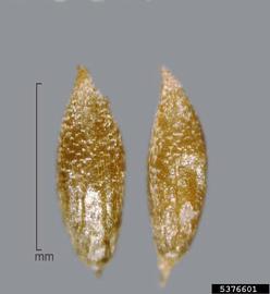   Seeds:   Ottelia alismoides ; Photo by J. Scher, Federal Noxious Weed Disseminules of the US
