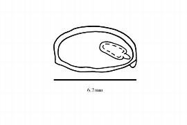   Embryo:   Sarcotheca  sp.; Illustration by K. Parker, Kirkbride et al. (2006)
