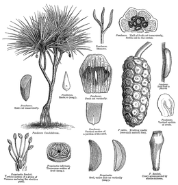   Fruit, seed, embryo:   Pandanus  sp.; Illustration by L. Steinheil and A. Riocreux, A general system of botany (1873), courtesy of L. Watson and M.J. Dallwitz, 1992 onwards
