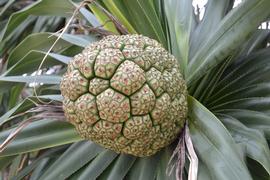   Infructescence:   Pandanus tectorius ; Photo by K.E. Clancy, USDA APHIS PPQ, imageID.idtools.org
